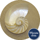 Nautilus Pearl - Half Cut - AAA Feature